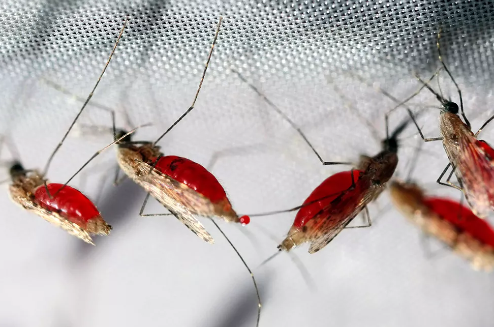 Solução de detecção de malária PCR de PCR Rainsure PCR: Uma abordagem de ponta para identificação rápida e quantitativa do plasmodium